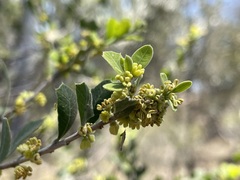 Alectryon diversifolius