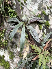 Ixeridium laevigatum