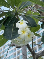 Plumeria obtusa