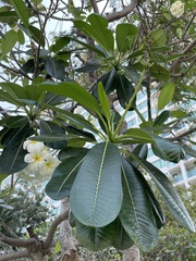 Plumeria obtusa