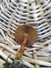 Cortinarius croceus