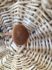 Cortinarius croceus