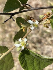 Grewia latifolia