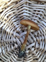 Cortinarius croceus
