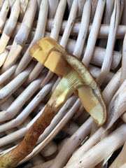 Cortinarius croceus