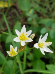Nothoscordum bivalve