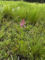 Disa nervosa