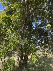 Pleiogynium timoriense