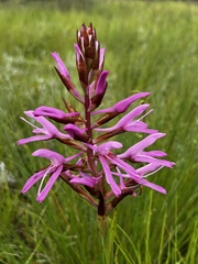 Disa nervosa