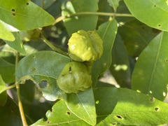 Pleiogynium timoriense