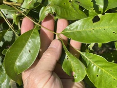 Pleiogynium timoriense