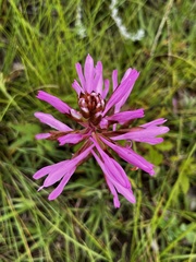 Disa nervosa