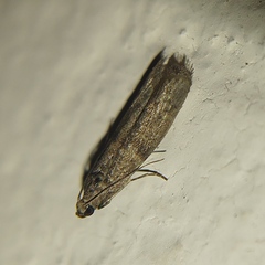 Pyralidae