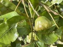 Pleiogynium timoriense