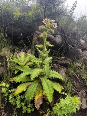Berkheya purpurea