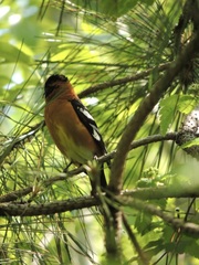 Pheucticus melanocephalus