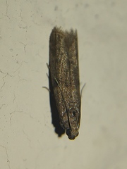 Pyralidae