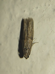 Pyralidae
