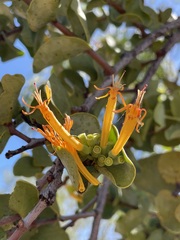 Dendrophthoe homoplastica