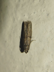 Pyralidae