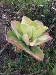 Kalanchoe gastonis-bonnieri