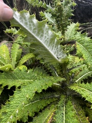 Berkheya purpurea