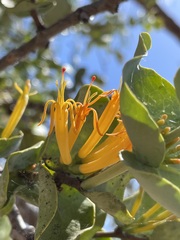 Dendrophthoe homoplastica
