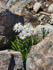Dolichoglottis scorzoneroides