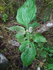 Smallanthus pyramidalis