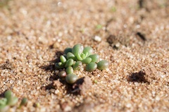 Dudleya brevifolia