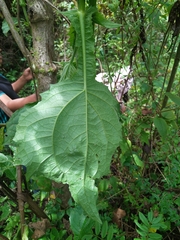 Smallanthus pyramidalis