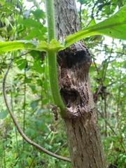 Smallanthus pyramidalis