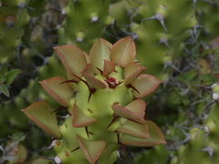 Euphorbia caducifolia