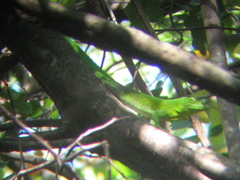 Anolis garmani