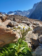 Dolichoglottis scorzoneroides