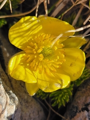 Ranunculus sericophyllus