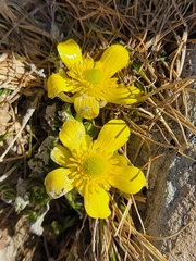 Ranunculus sericophyllus
