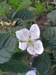 Rubus adenotrichos