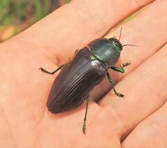 Temognatha variabilis