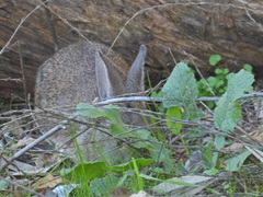 Sylvilagus bachmani