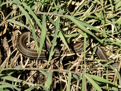 Thamnophis eques