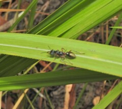 Myrmecia chrysogaster