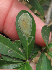 Parectopa bumeliella