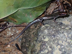 Caledoniscincus atropunctatus
