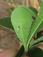Parectopa bumeliella