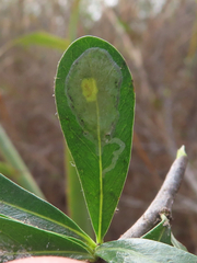 Parectopa bumeliella