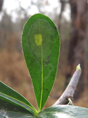 Parectopa bumeliella