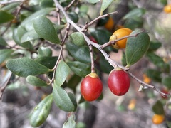 Diospyros humilis