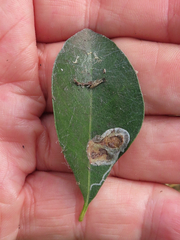 Parectopa bumeliella