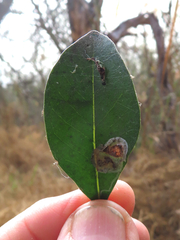 Parectopa bumeliella